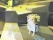 Spel Kogama: Adventure aanlyn