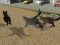 Spel Run Cat Cat Race aanlyn