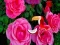 Spel Precious Rose Escape aanlyn