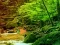 Spel Peaceful Rainbow Forest Escape aanlyn