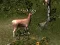 Spel Sniper Hunting Deadly Animal aanlyn