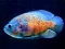 Spel Tiger Fish Jigsaw aanlyn