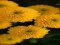 Spel Chrysanthemums Jigsaw aanlyn