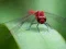 Spel Dragon Fly Jigsaw aanlyn