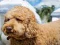 Spel Labradoodle Jigsaw aanlyn