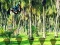 Spel Rescue Tasmanian Tiger aanlyn