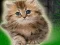 Spel Couple Kitten Escape aanlyn