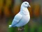 Spel Realistic Pigeon Rescue aanlyn