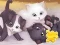 Spel Jigsaw Puzzle: Playing Cats aanlyn