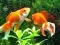 Spel Blue Fish Escape aanlyn