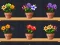 Spel Good Flower Master aanlyn