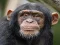 Spel Chimpanzee Jigsaw aanlyn