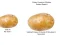 Spel Potato Construct 2 Edition aanlyn