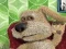Spel Talking Ben the Dog aanlyn