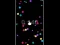 Spel Pop Ball aanlyn