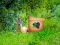 Spel Return To Alsunga Forest aanlyn