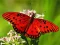 Spel Nature Jigsaw Puzzle Butterfly aanlyn