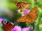 Spel Butterfly Slide aanlyn