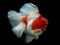 Spel Gold Fish Jigsaw Puzzle aanlyn