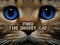 Spel Find the Ghost Cat aanlyn