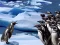 Spel Penguins Slide aanlyn