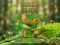 Spel Birds Slide aanlyn