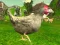 Spel Chicken Shooter aanlyn