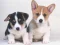 Spel Cute Puppies Puzzle aanlyn