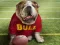 Spel Funny Doggy aanlyn