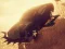 Spel Car vs Zombie Derby aanlyn