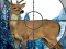 Spel Sniper Stag Hunter aanlyn