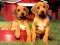 Spel Puppy Pairs Puzzle aanlyn