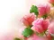 Spel Pink Roses aanlyn
