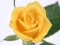 Spel Yellow Roses aanlyn