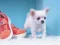 Spel Lovely Puppy Puzzle aanlyn