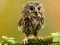 Spel Animal Hidden Stars aanlyn