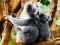 Spel Cute Baby Koala Bear aanlyn