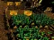 Spel Pixel Farm aanlyn