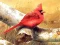 Spel Art Birds Puzzle aanlyn