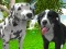 Spel Dog Simulator 3d aanlyn