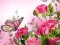 Spel Butterflies Puzzle aanlyn