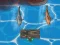 Spel Titanic Shark Attacks aanlyn