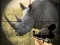 Spel Wild Rhino Hunter aanlyn
