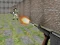 Spel Bullet Fire aanlyn