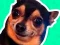 Spel What meme dog are you ? aanlyn