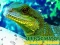 Spel Chinese Water Dragon Jigsaw aanlyn