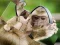 Spel Chimpanzee Jigsaw aanlyn