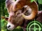 Spel Crazy Goat Hunter 2020 aanlyn