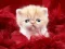 Spel Funny Kitty aanlyn