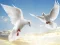 Spel Flying Birds aanlyn